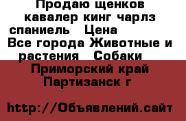 Продаю щенков кавалер кинг чарлз спаниель › Цена ­ 40 000 - Все города Животные и растения » Собаки   . Приморский край,Партизанск г.